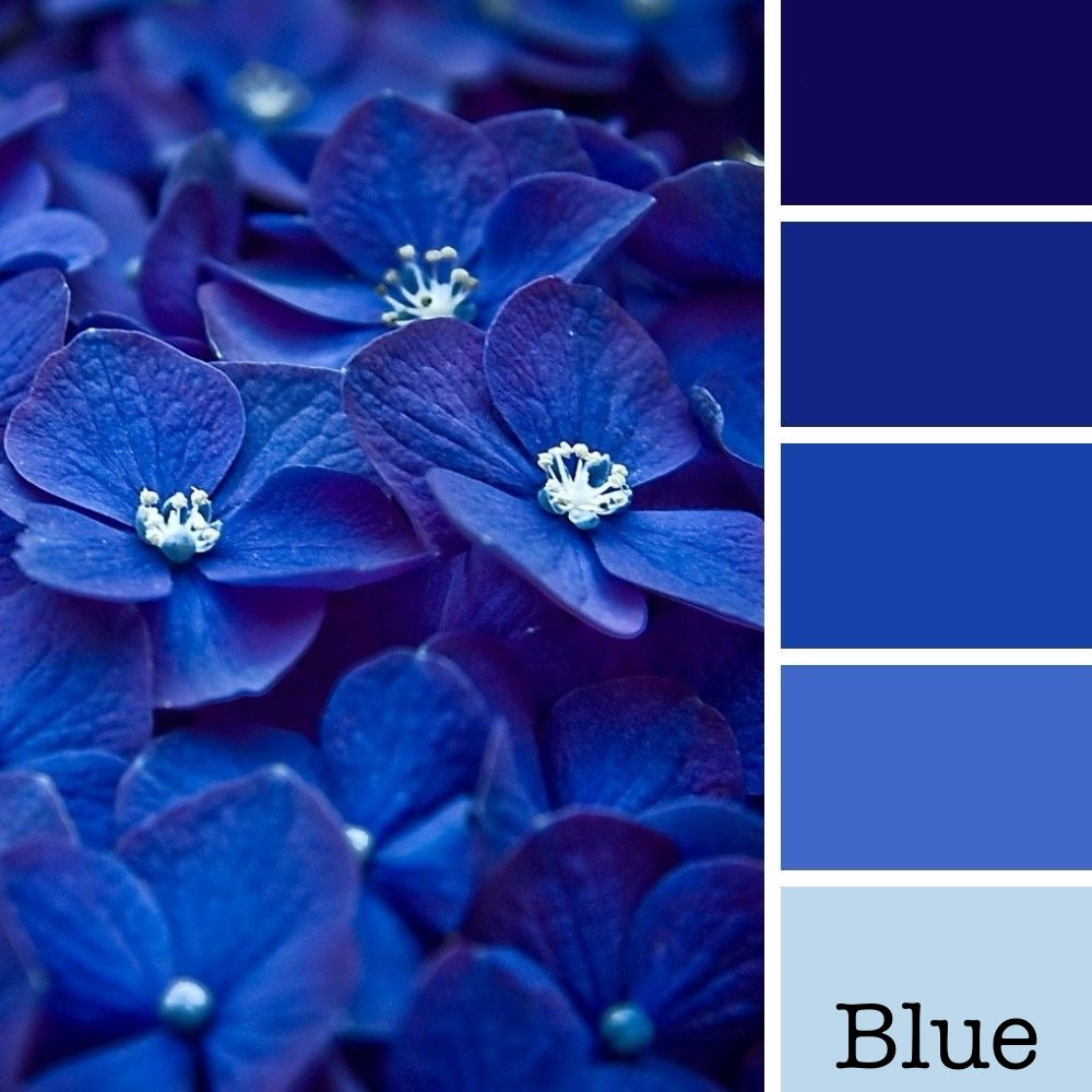Close-up of blue flowers with a color swatch labeled 'Blue'.