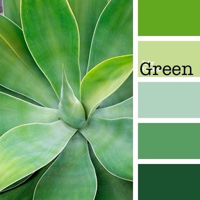 Close-up of a green succulent plant with color swatches and the word 'Green'.