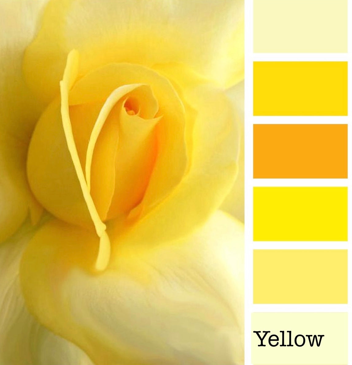 Close-up of a yellow rose with color swatches on a white background